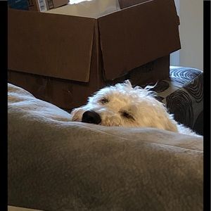 Meet your Posher, Linus